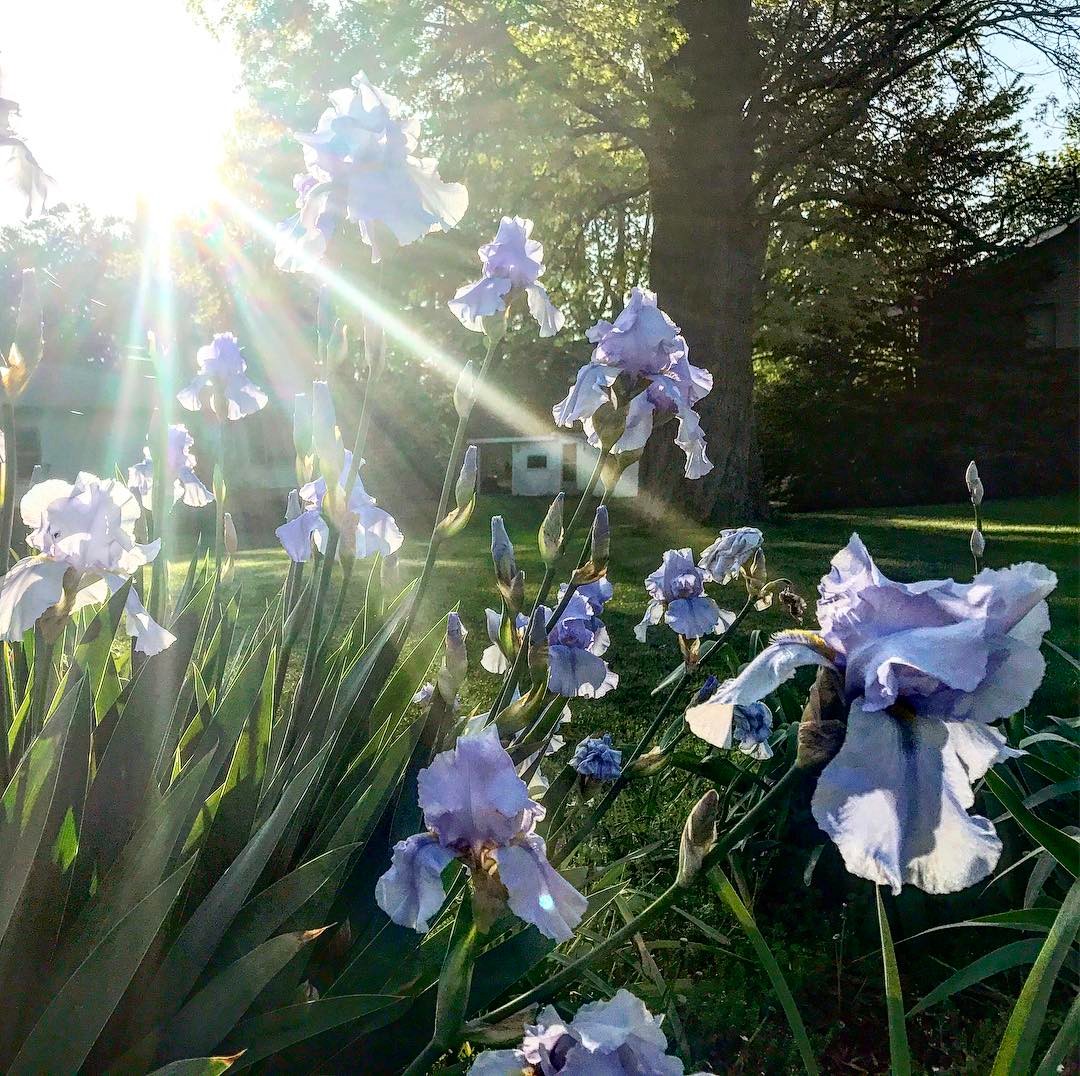 27Consider the lilies how they grow: they toil not, they spin not; and yet I say unto you, that Solomon in all his glory was not arrayed like one of these. — I know these aren’t lilies….but still. – Trevor