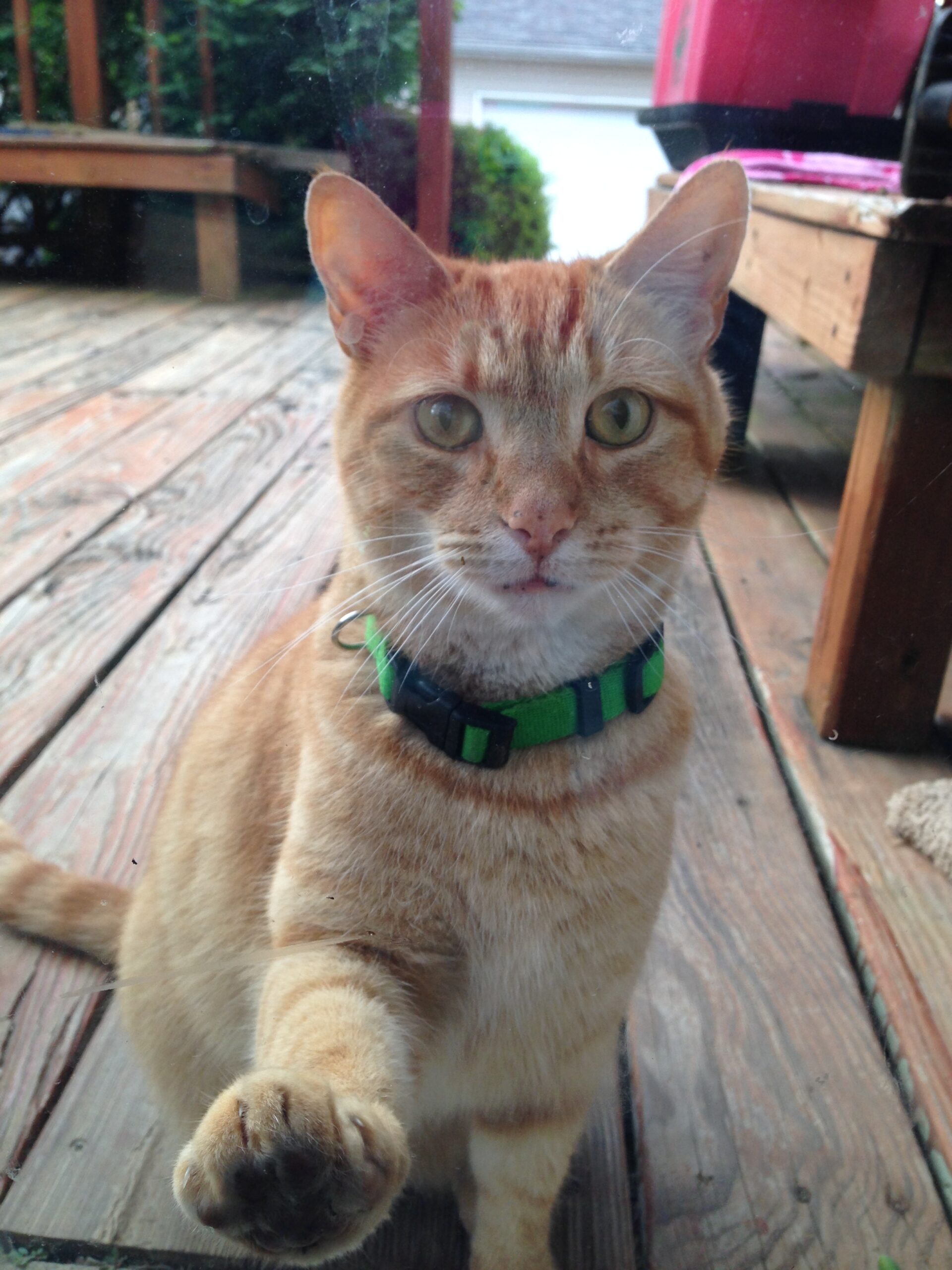 Mephibosheth (AKA Phibby)